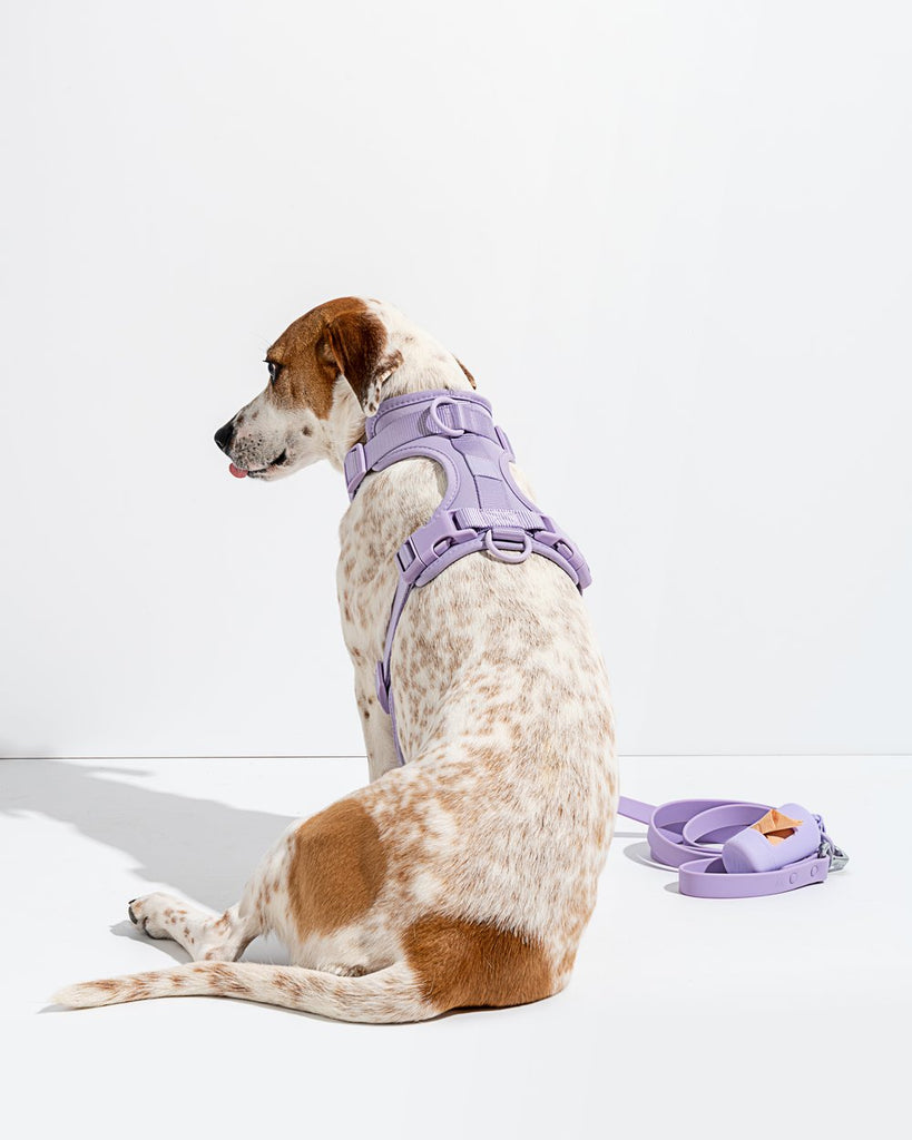 Wild One Dog Harness Walk Kit in Lilac