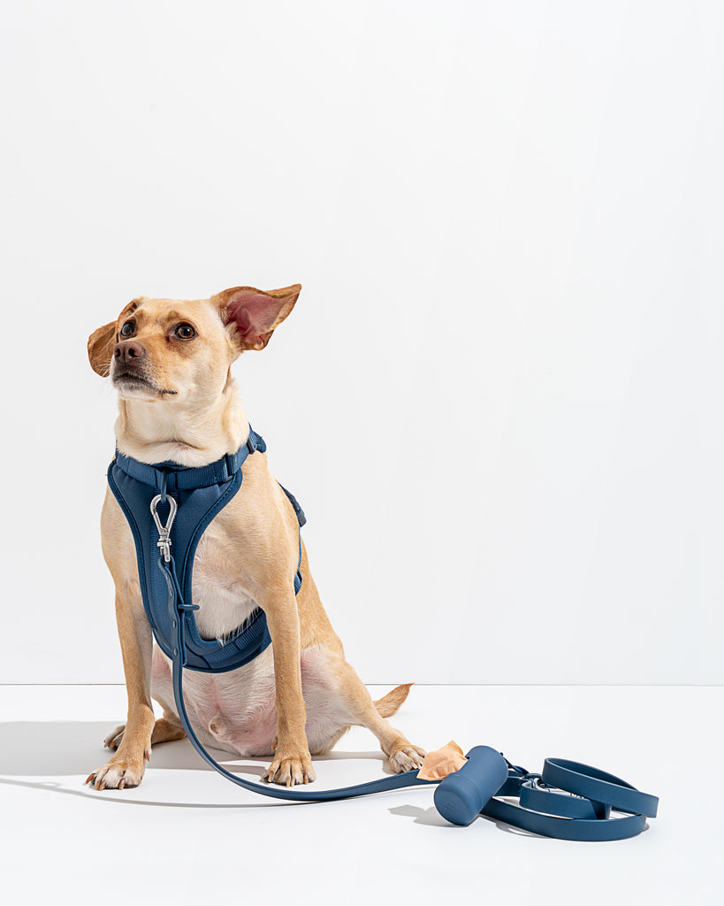 Wild One Dog Harness in Navy Walk Kit | No Pull Harness