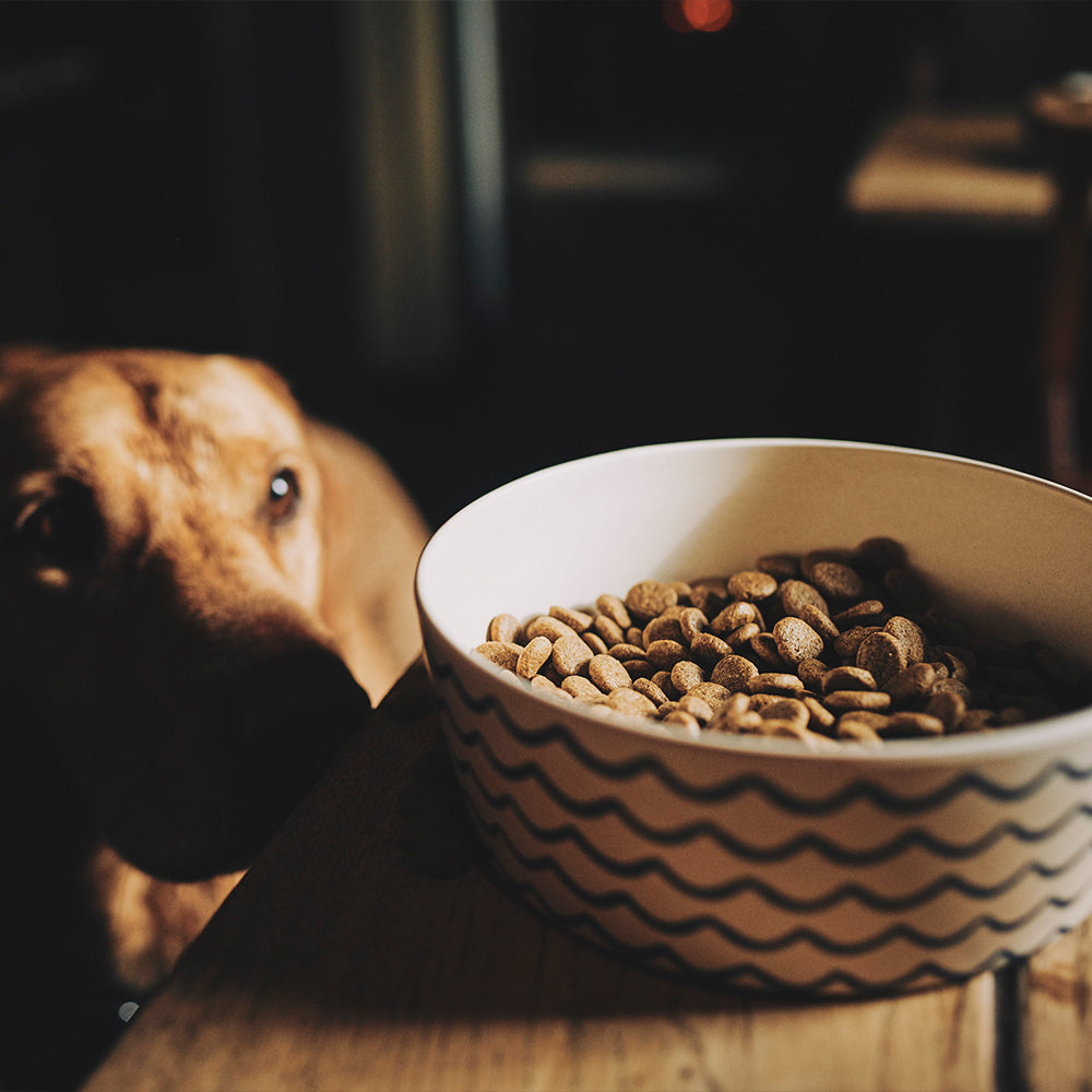 BECO bamboo pet bowl with ocean waves print design filled with dog food