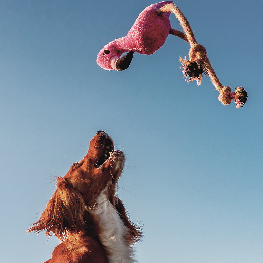Dog playing with Beco flamingo toy made from recycled materials