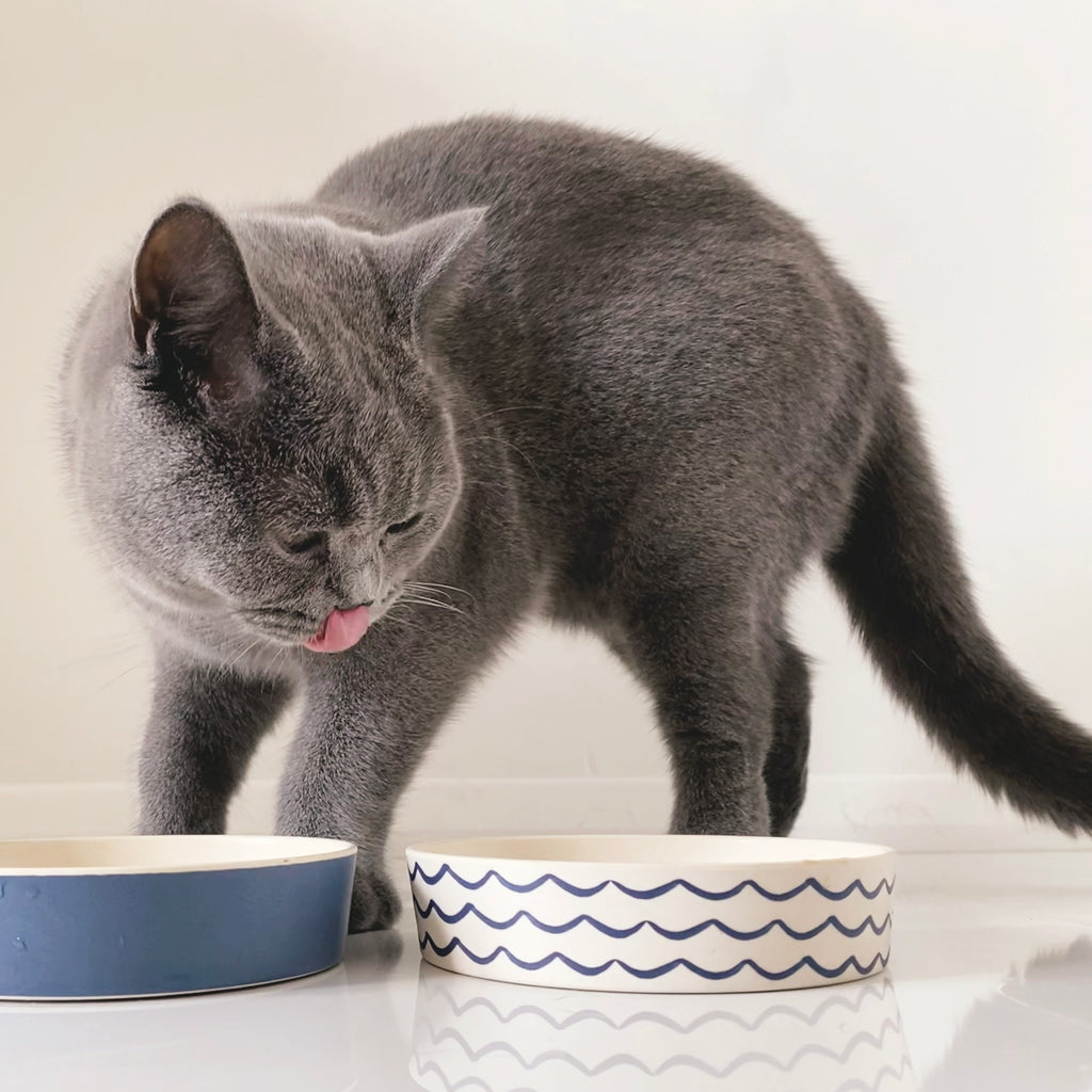 Cat comfortably drinking from BECO low-rim bamboo bowl showing whisker-friendly design