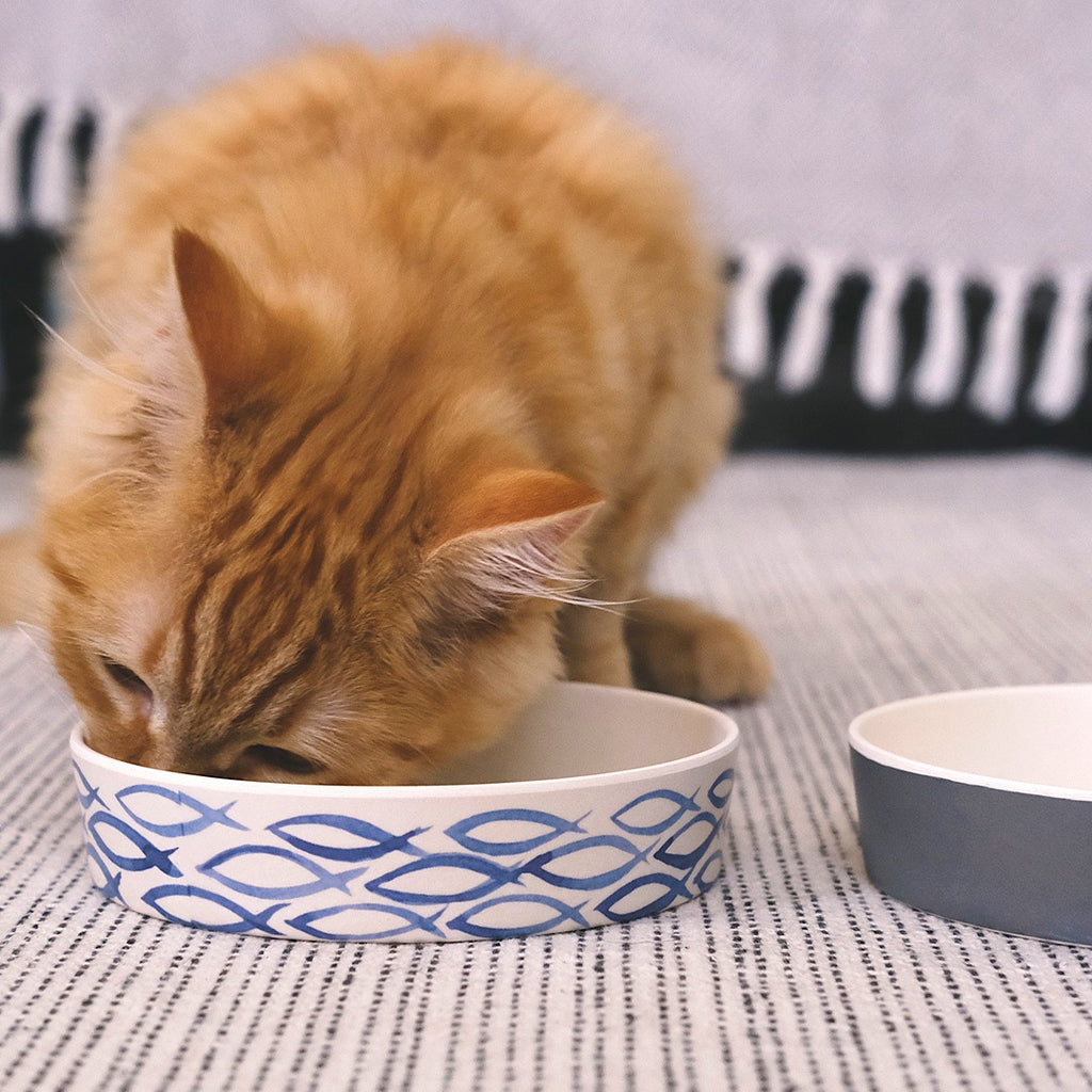 Cat comfortably eating from BECO low-rim bamboo bowl showing whisker-friendly design