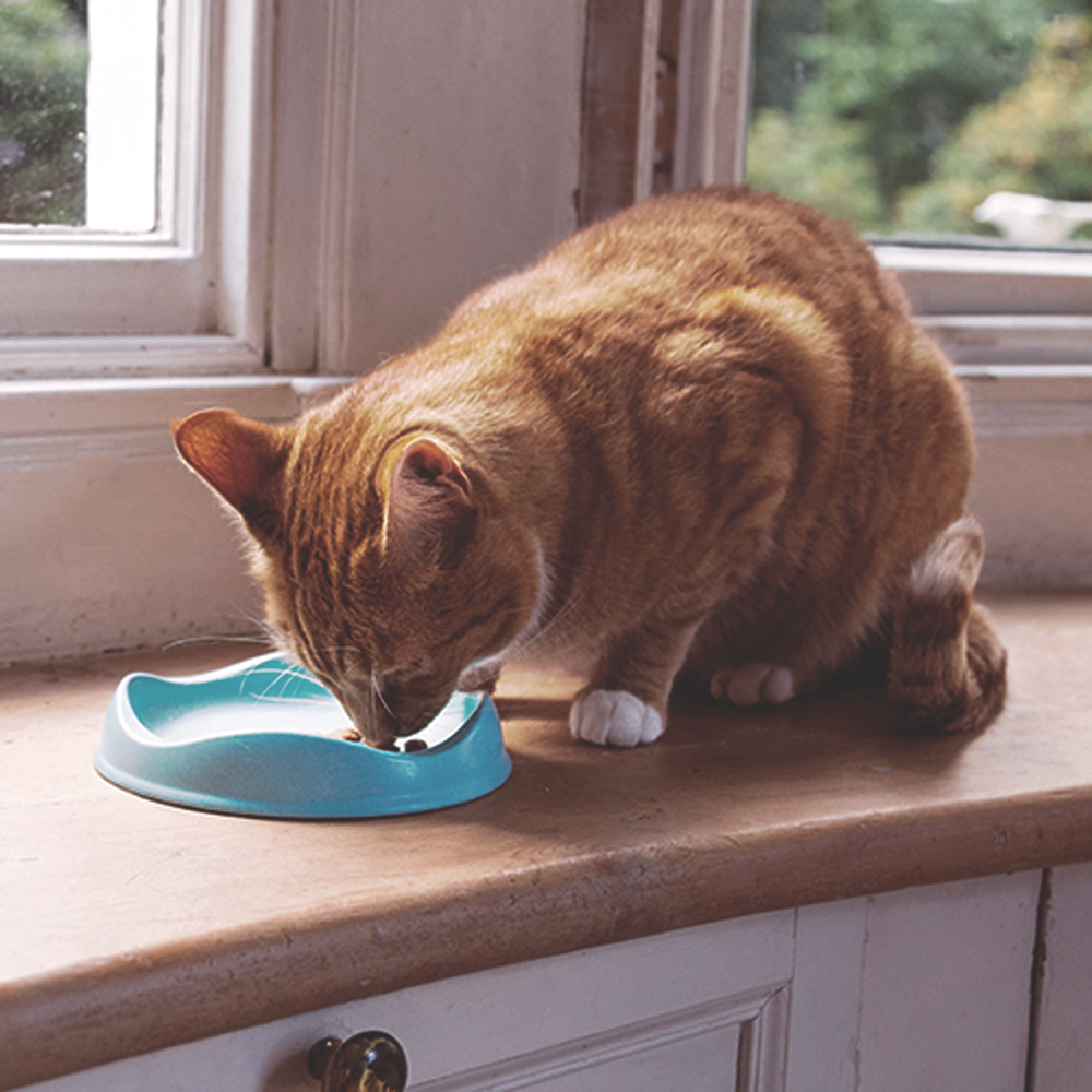 Cat comfortably eating from BECO low-rim bamboo bowl demonstrating whisker-friendly feeding design